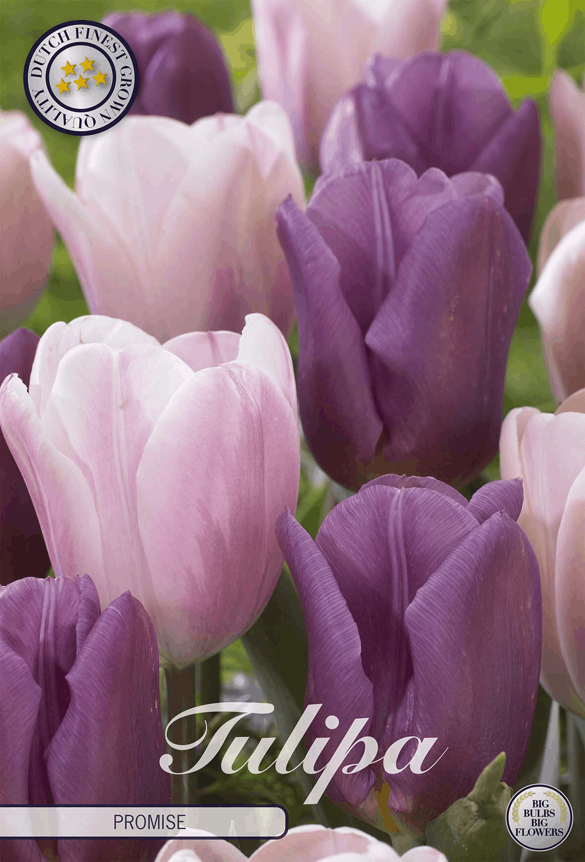 Tulipa Belofte