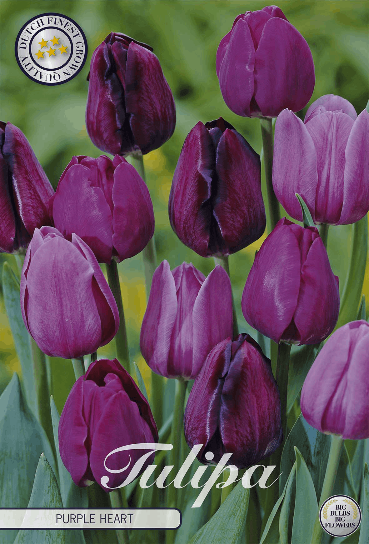 Tulp Paars Hart