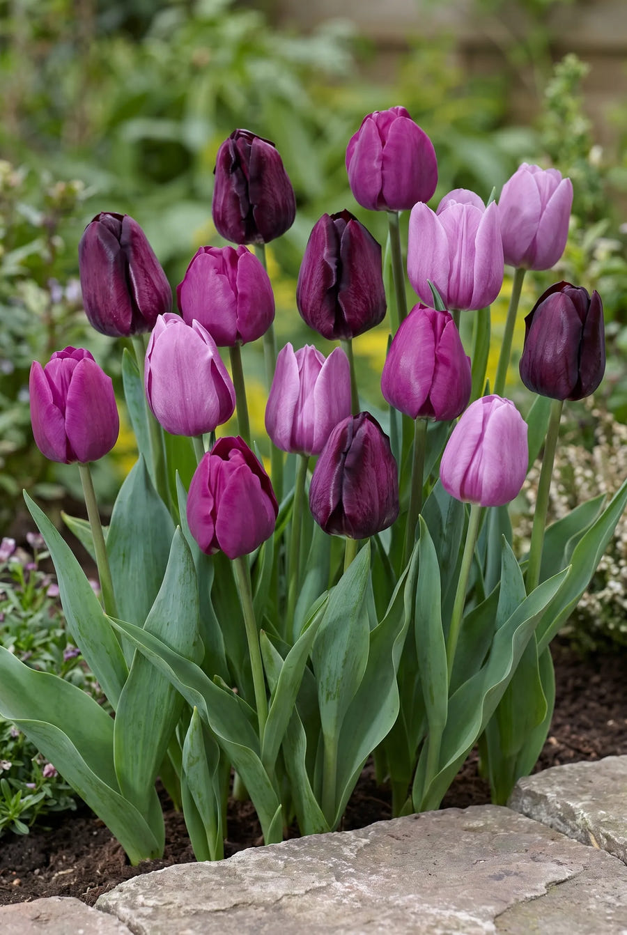 Tulipa Purple Heart — groep in de tuinborder