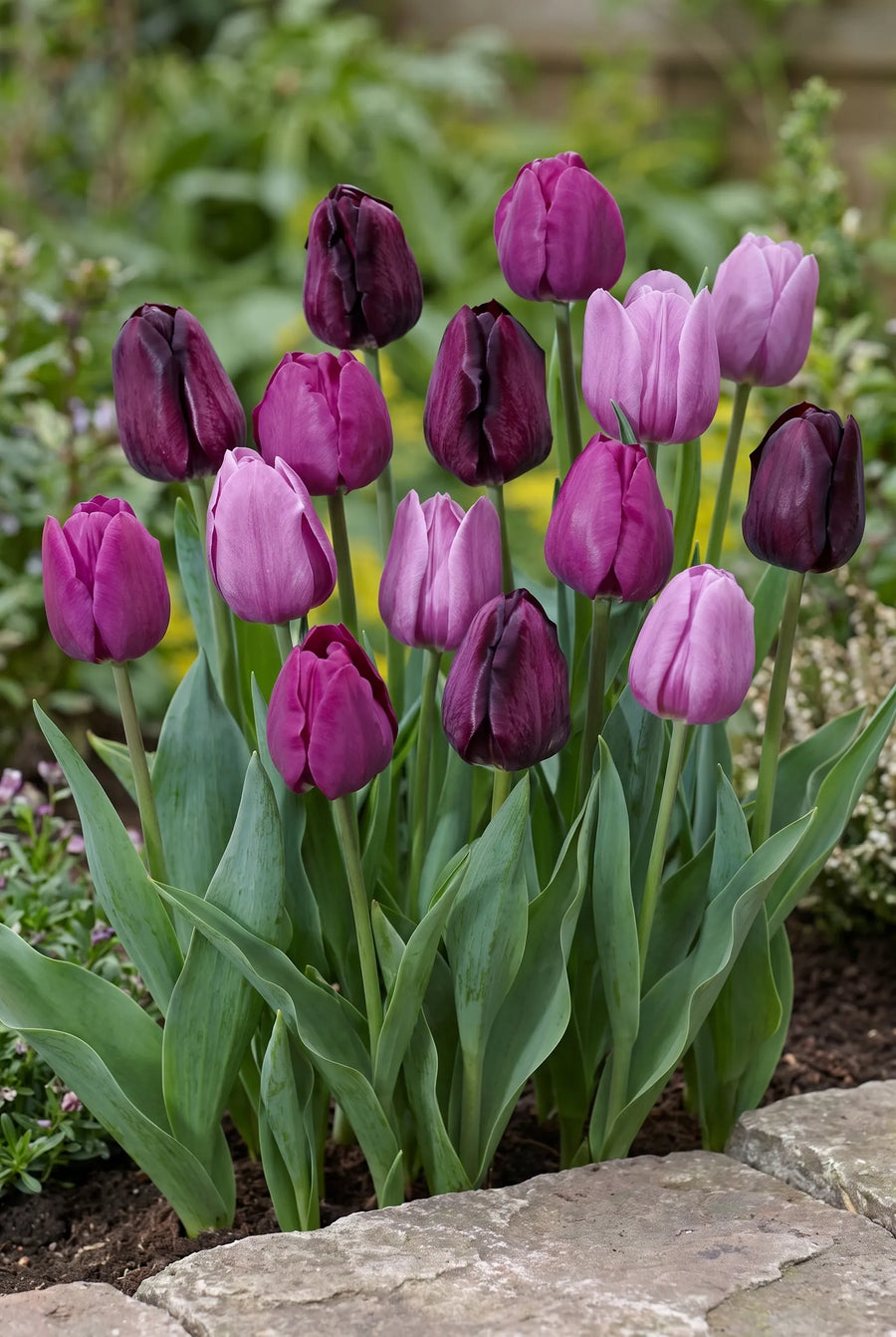 Tulipa Purple Heart — groep in de tuinborder