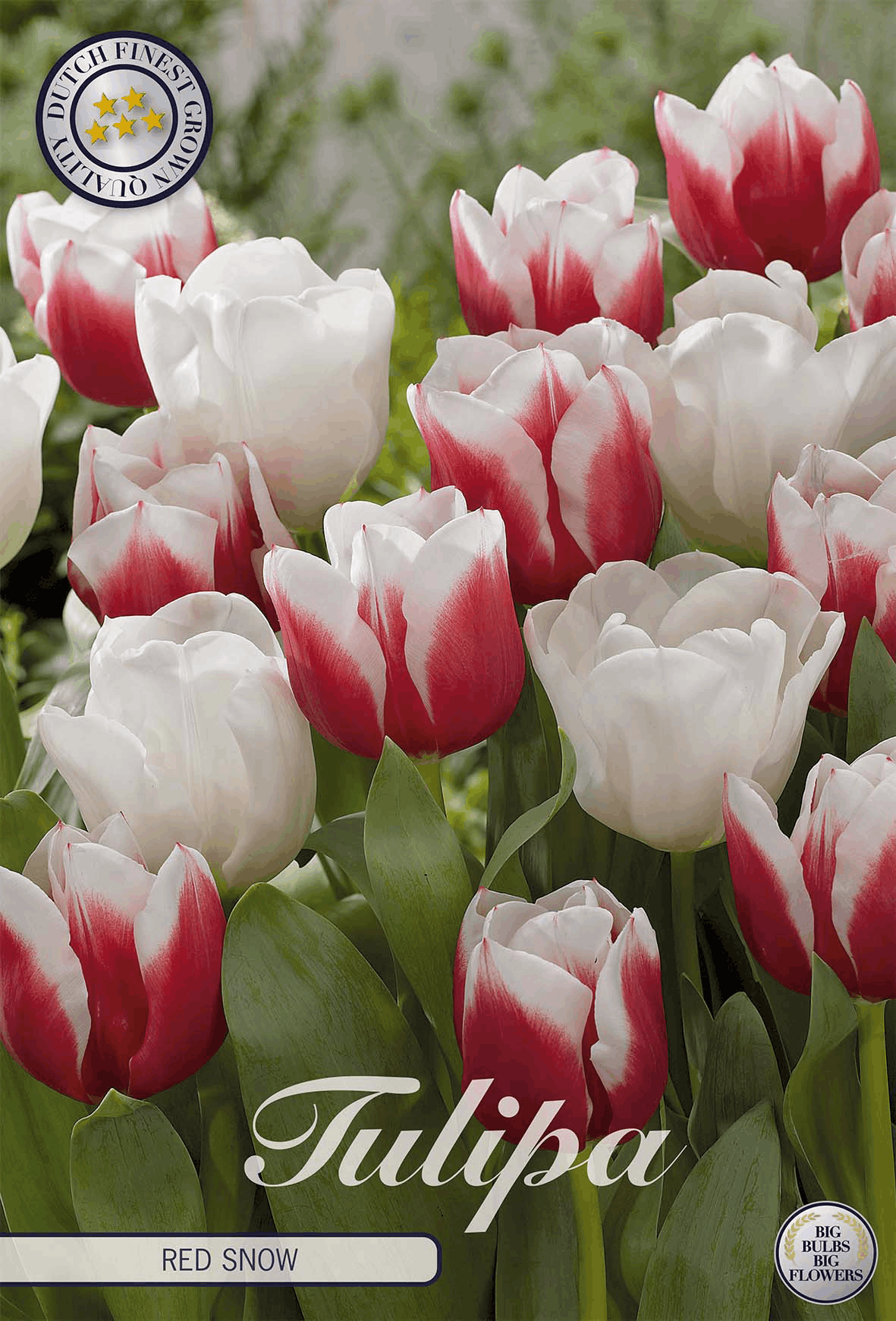 Tulp Rode Sneeuw