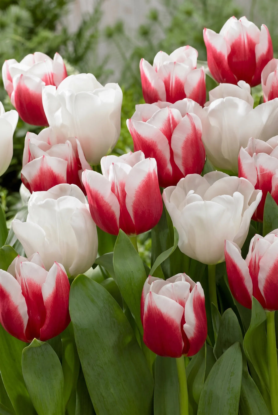 Tulipa Red Snow — in de border