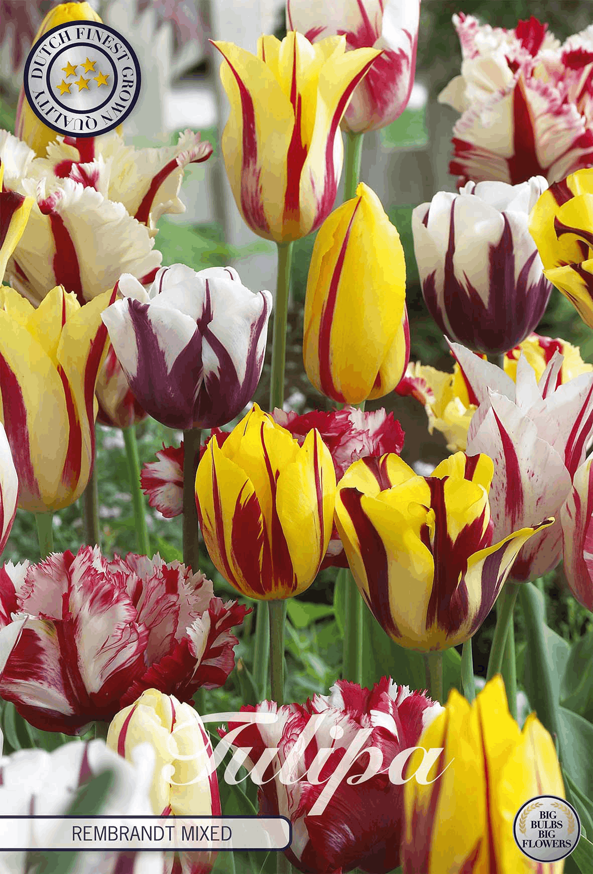 Tulpen Rembrandt Gemengd