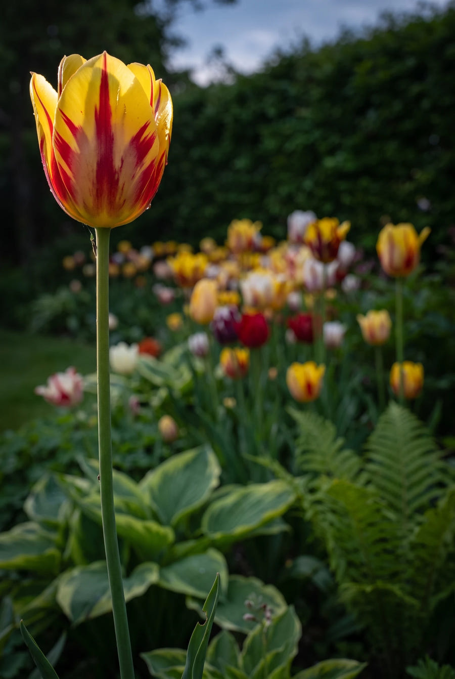 Tulipa Rembrandt Mixed — close-up van de bloem