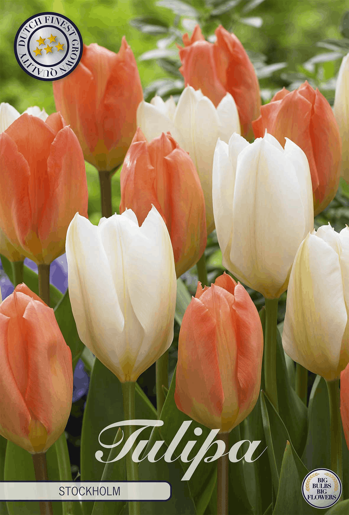 Tulpen Stockholm