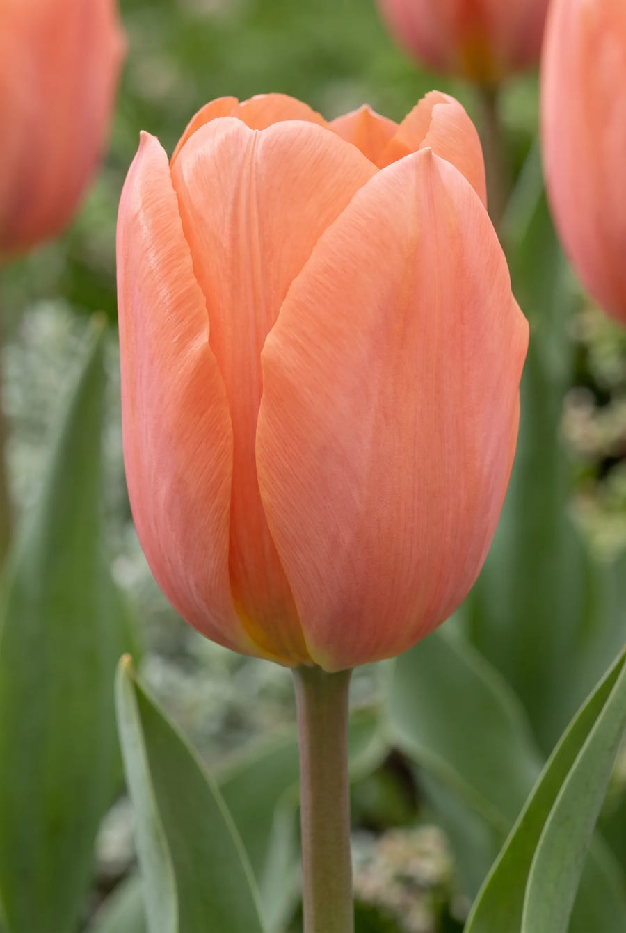 Tulipa Stockholm — close-up van de bloem
