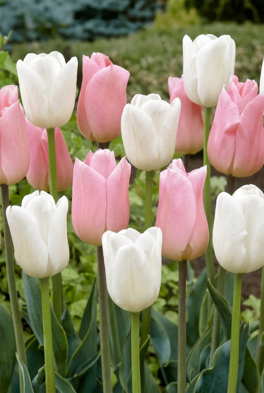 Tulipa Sweet Candy — groep in de tuinborder