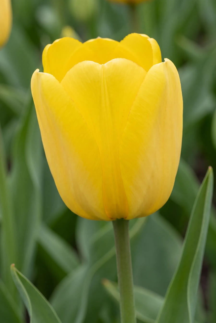 Tulipa Van Gogh — close-up van de bloem