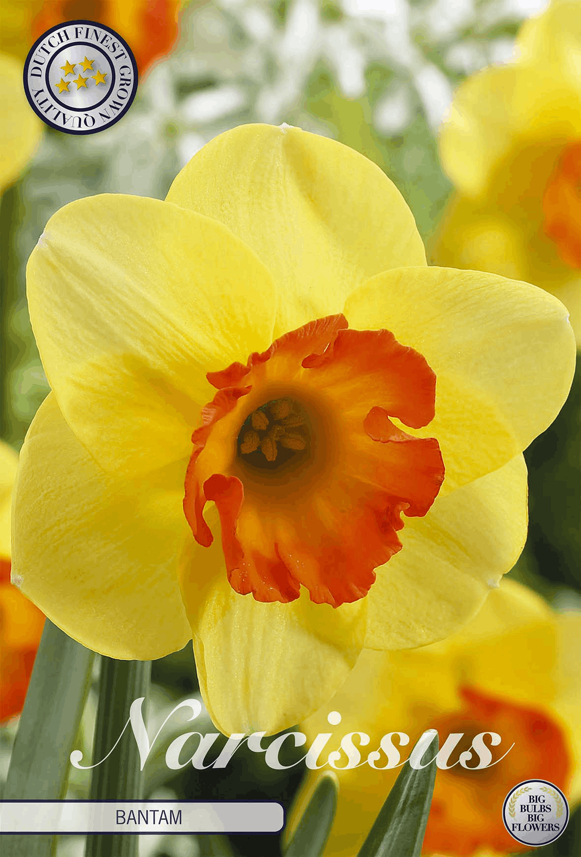 Narcissus Bantam