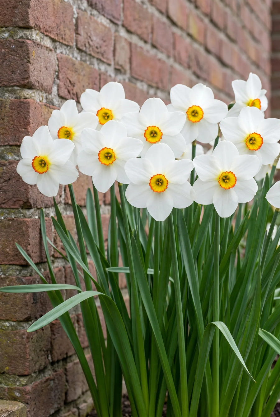Narcissus Barrett Browning — groep in de tuinborder
