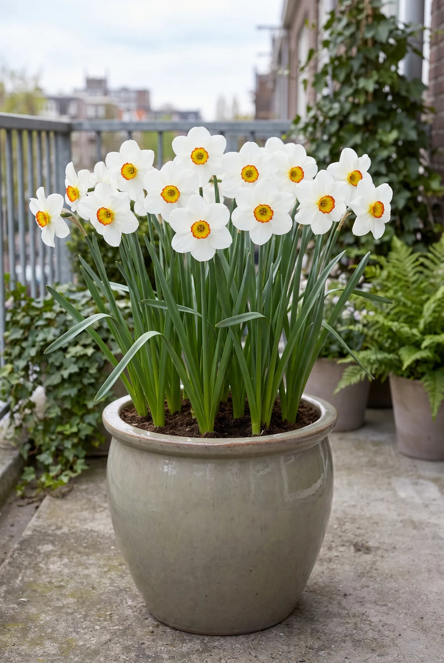 Narcissus Barrett Browning — in pot op terras