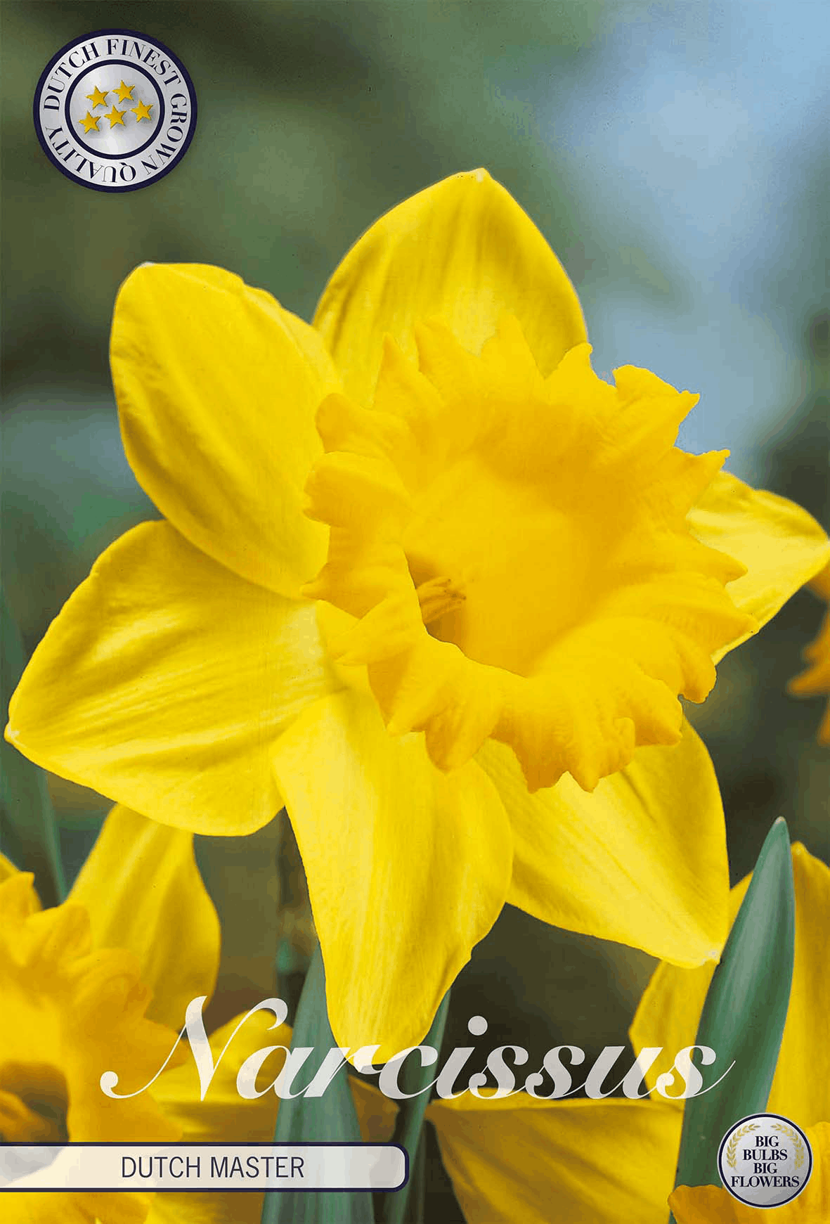 Narcissus Nederlandse Meester