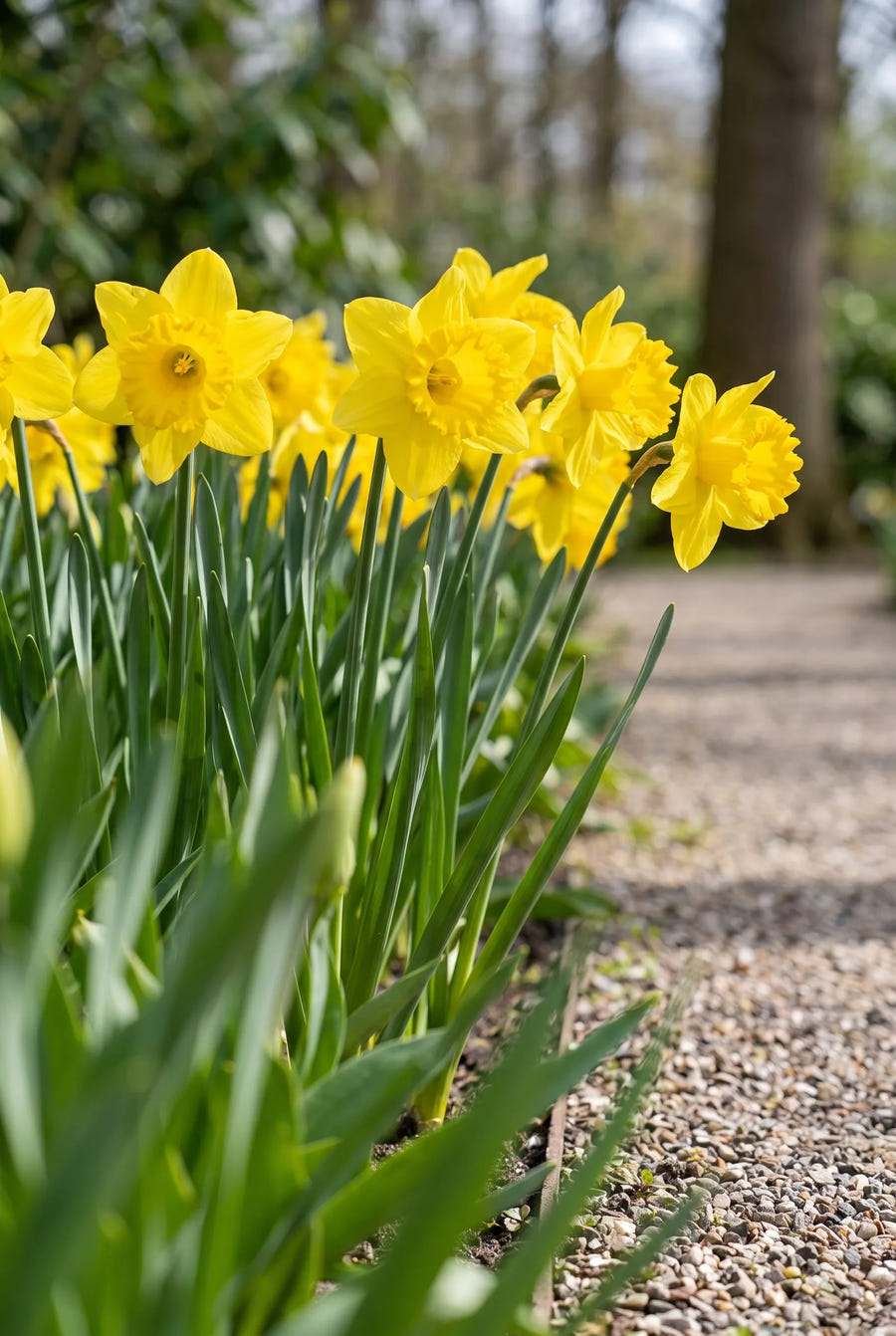Narcissus Dutch Master — in de tuin