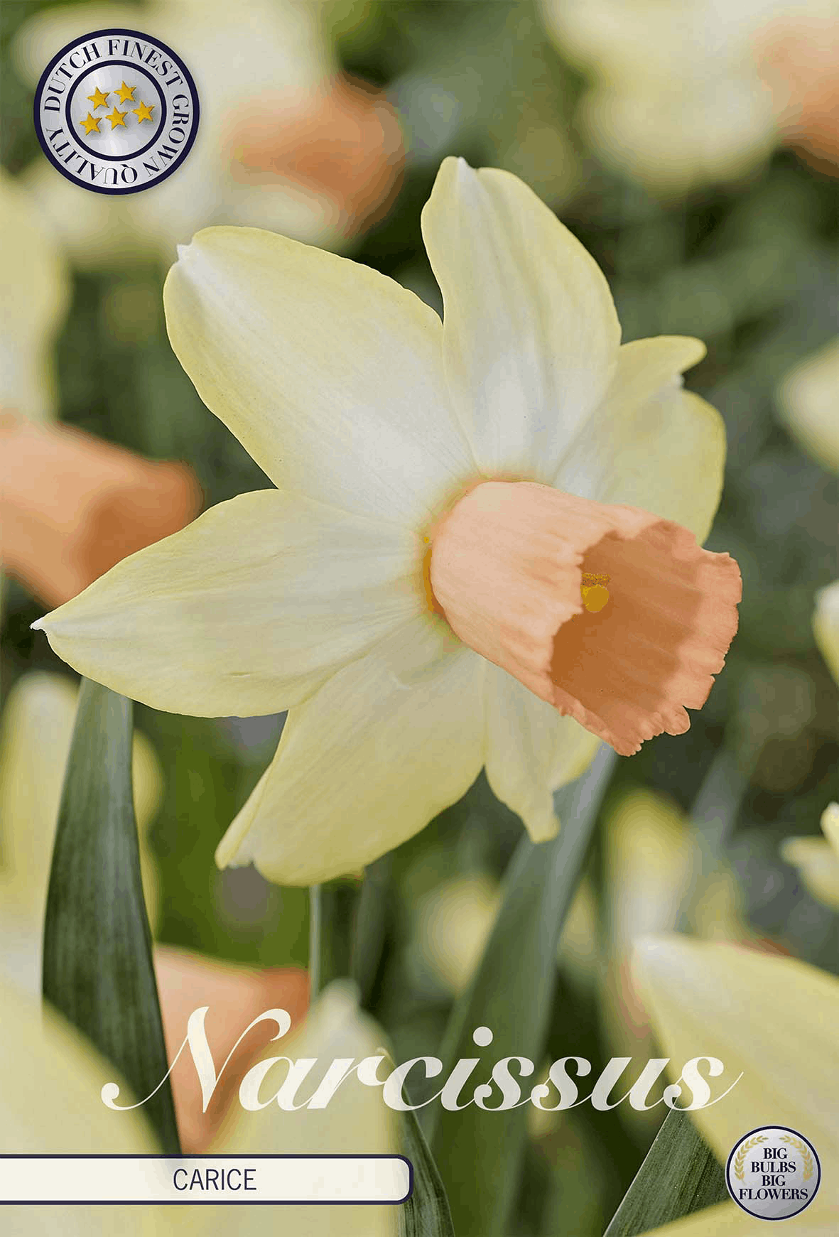 Narcissus Carice