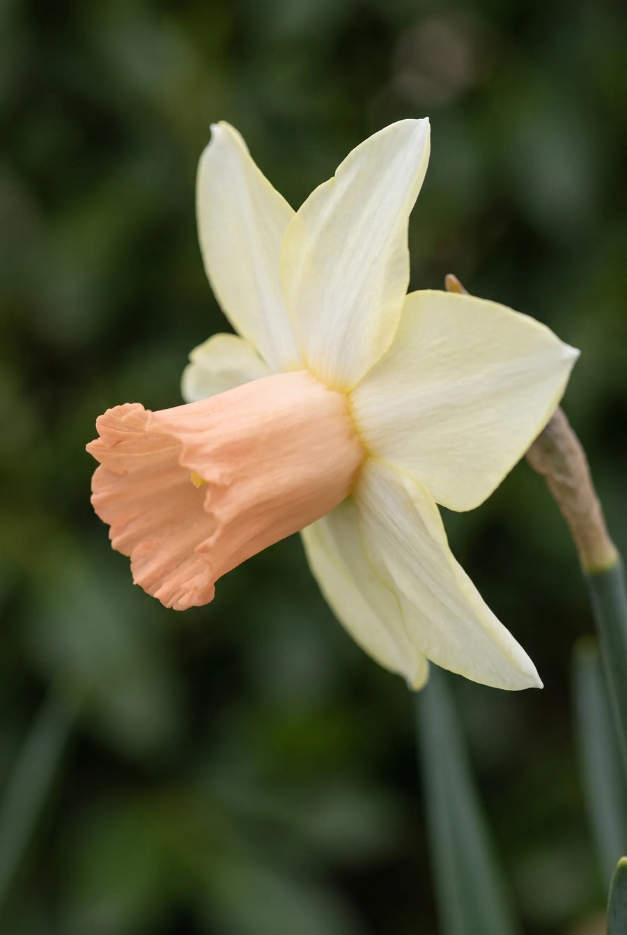 Narcissus Carice — sfeerbeeld