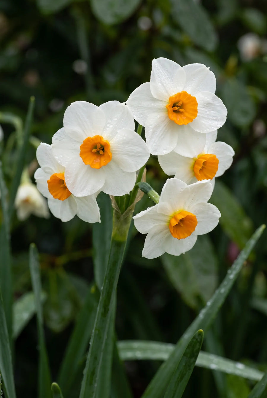 Narcissus Geranium — sfeerbeeld