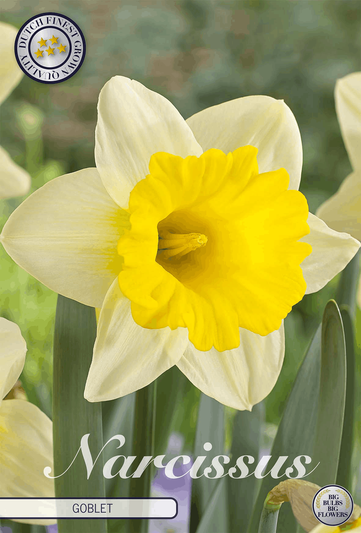 Narcissus Beker
