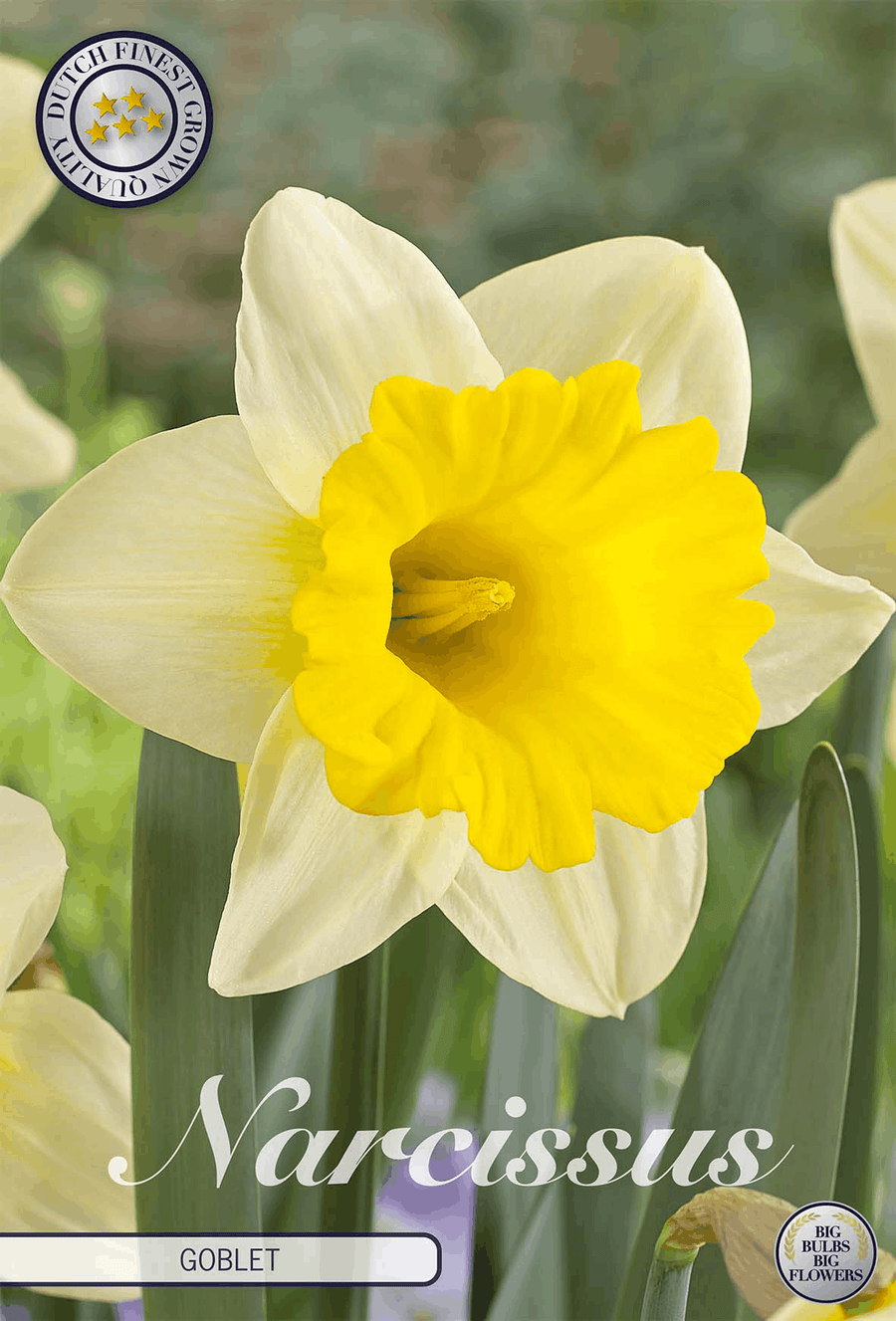 Narcissus Beker