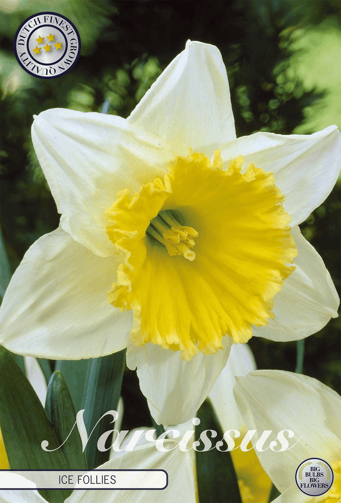 Narcissus IJs Follies