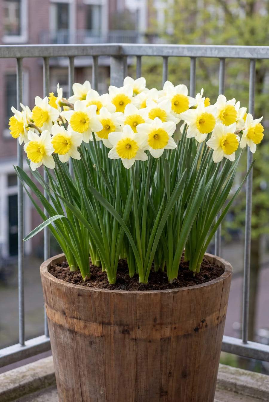 Narcissus Ice Follies — in pot op terras