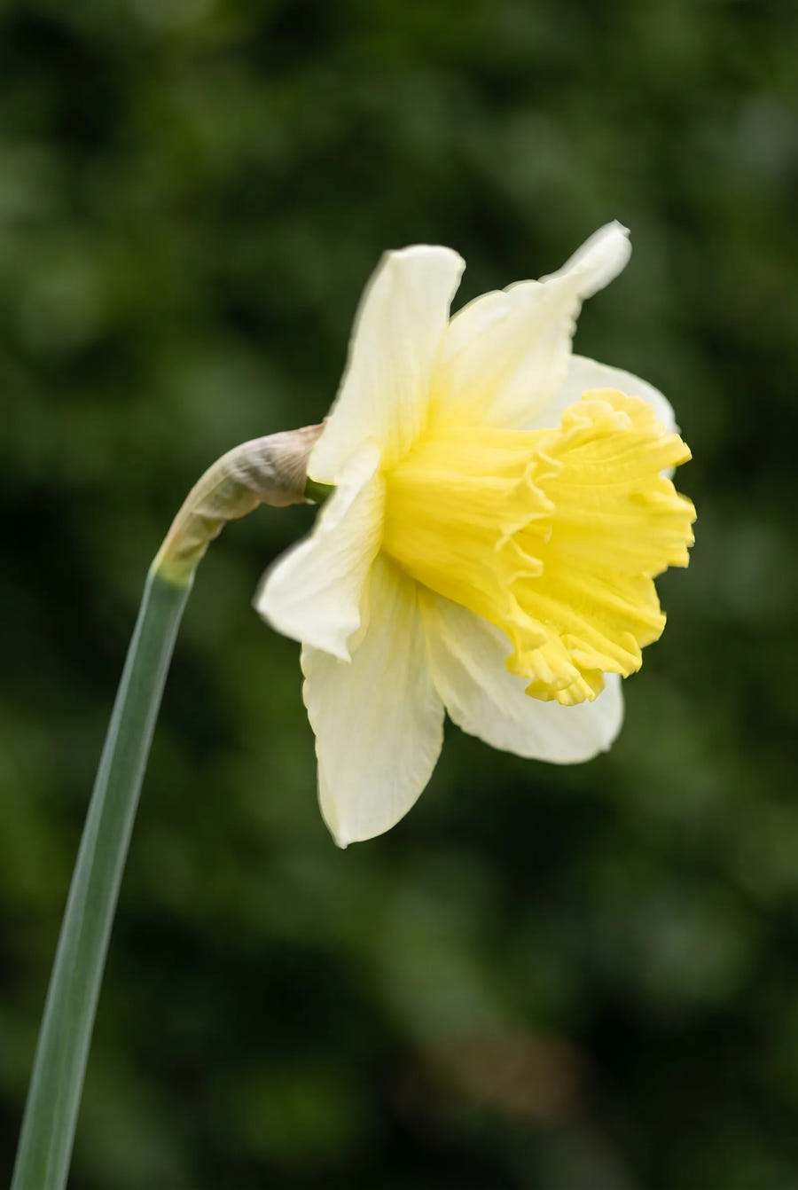 Narcissus Ice Follies — sfeerbeeld