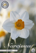 Narcissus Joyce Spirit - BLOM Garden capper image