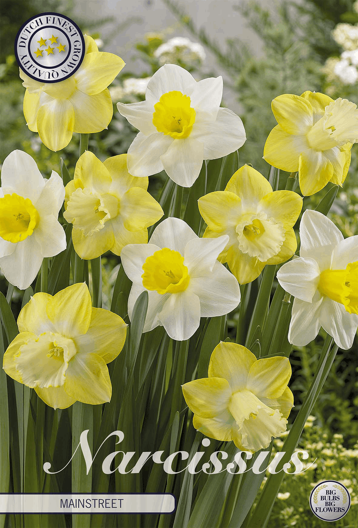 Narcissus Hoofdstraat