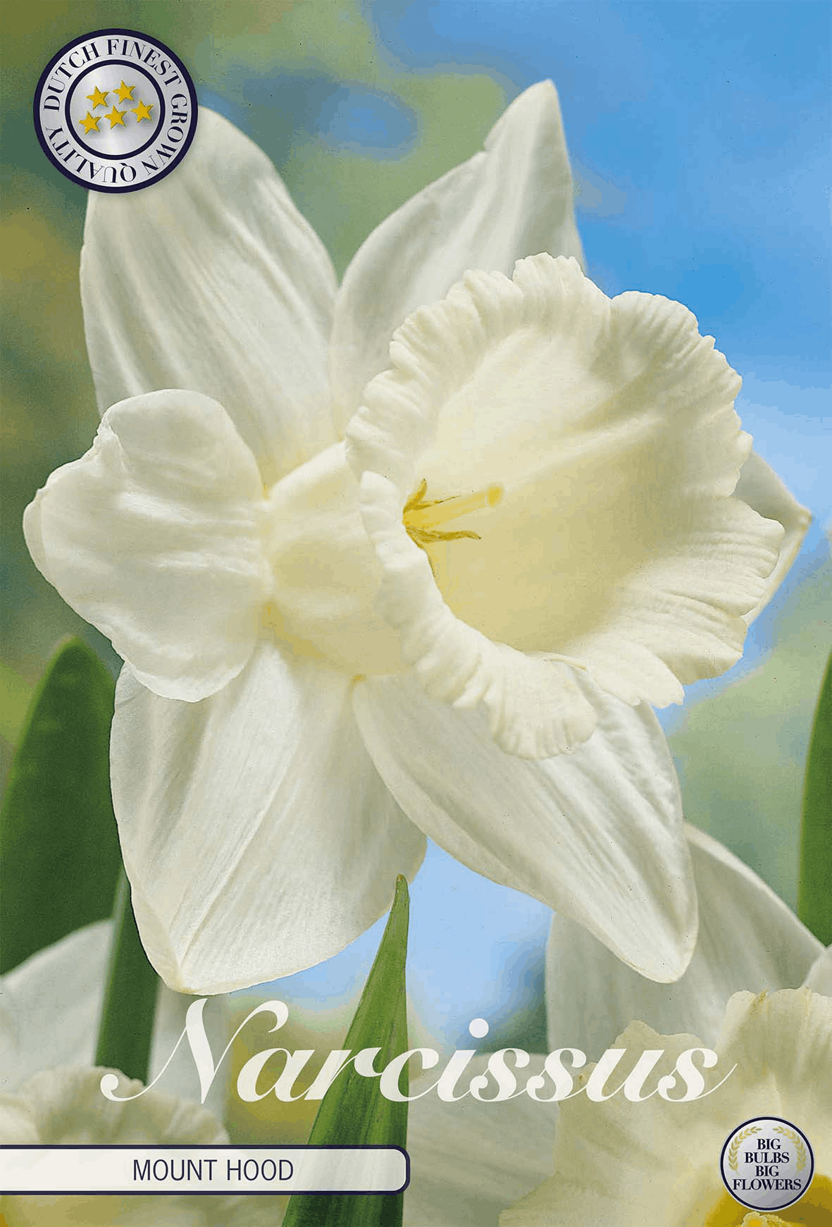 Narcissus Mount Hood