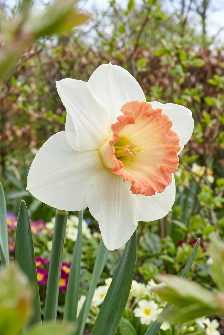 Narcissus Pink Bomb — close-up van de bloem