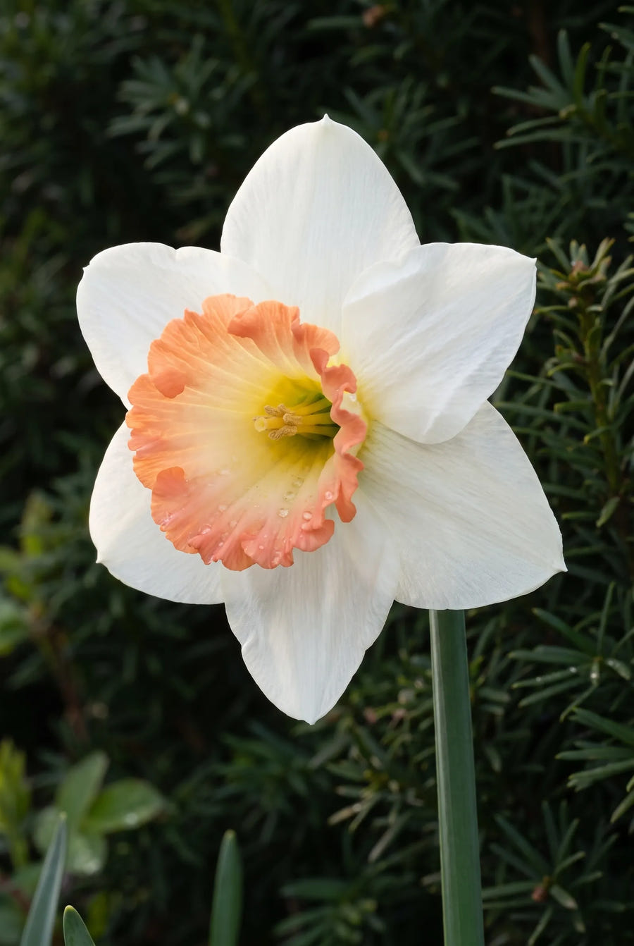 Narcissus Pink Bomb — sfeerbeeld