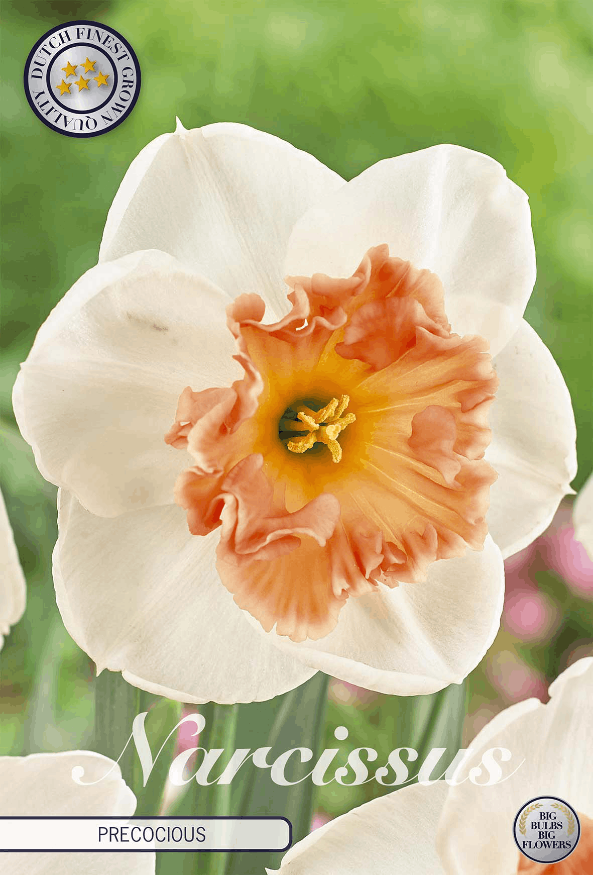 Narcissus vroegrijp