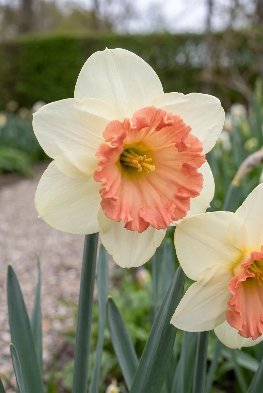 Narcissus Precocious — close-up van de bloem