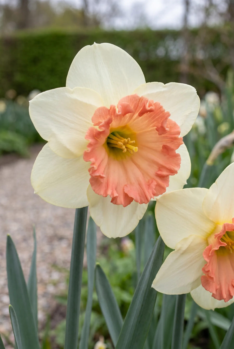 Narcissus Precocious — close-up van de bloem