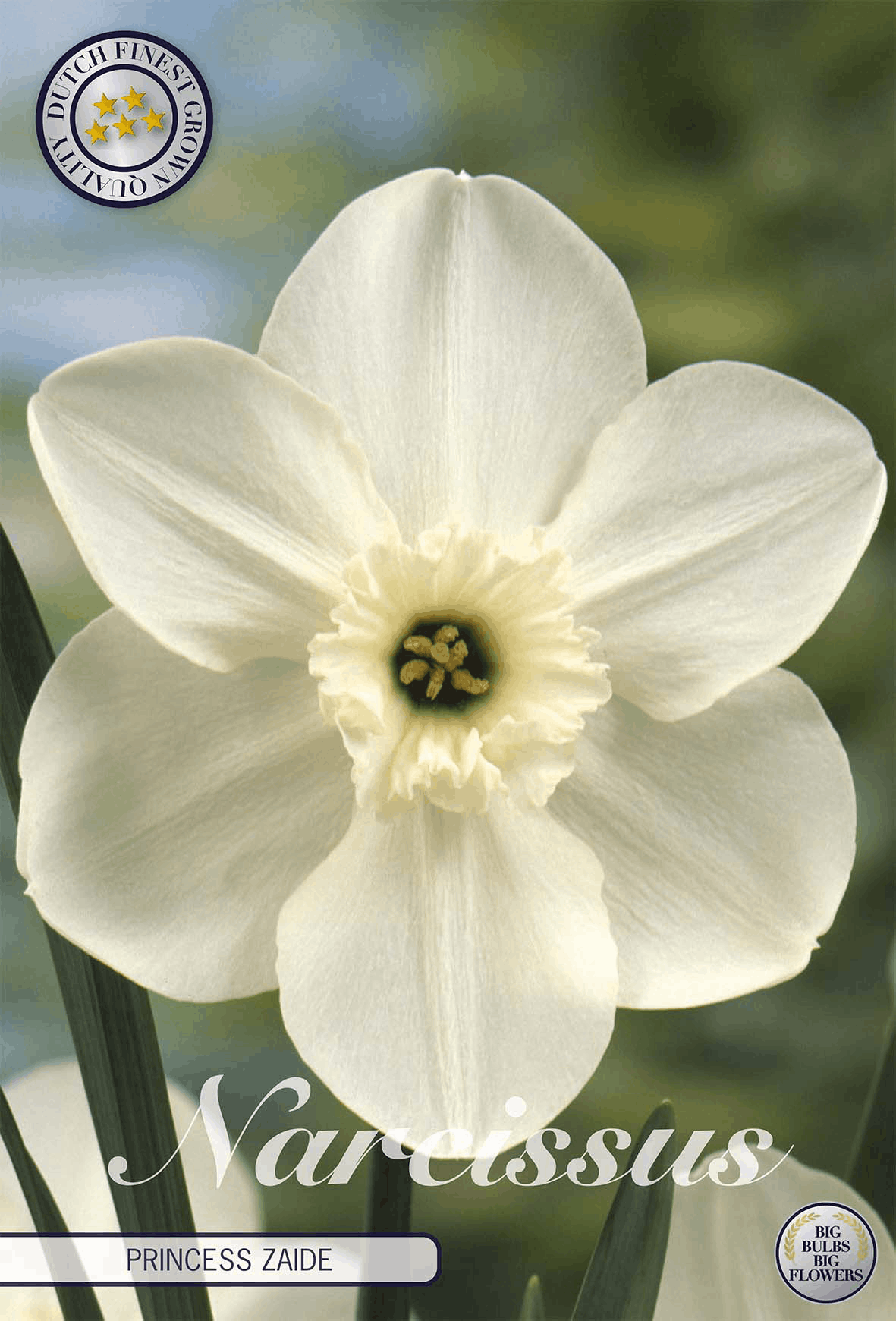 Narcissus Prinses Zaide