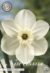 Narcissus Prinses Zaide