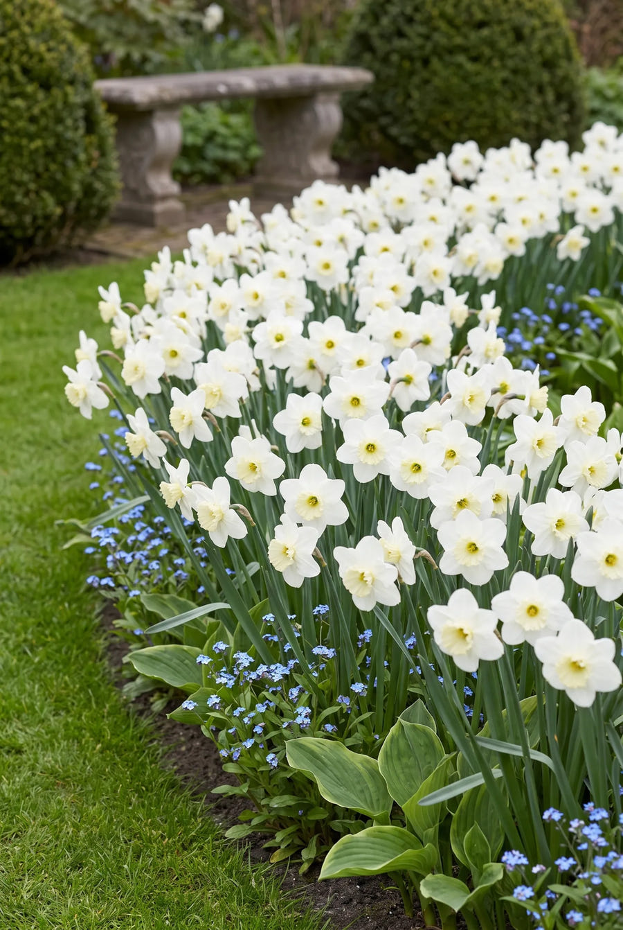 Narcissus Princess Zaide — groep in de tuinborder