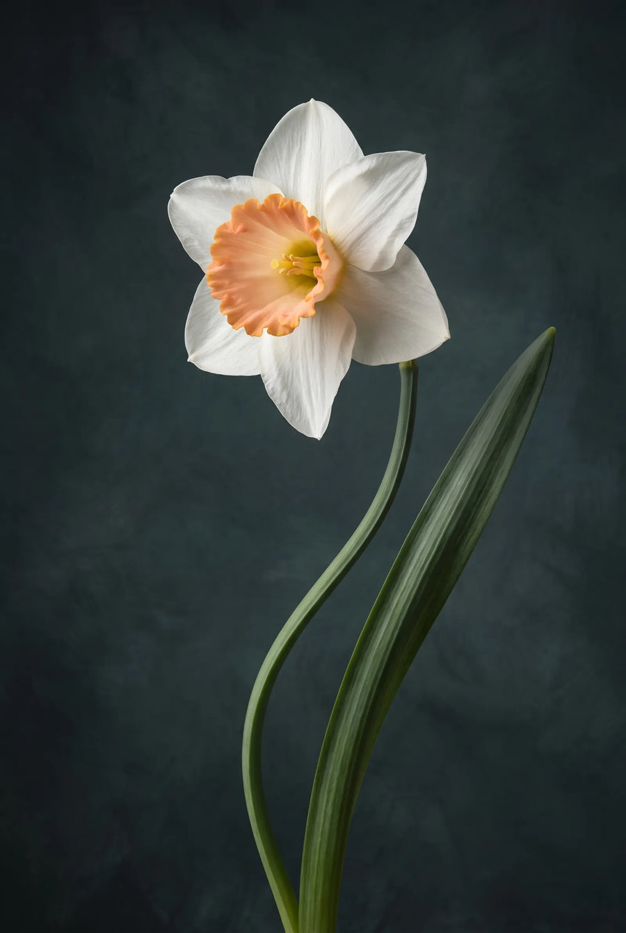 Narcissus Salome — sfeerbeeld