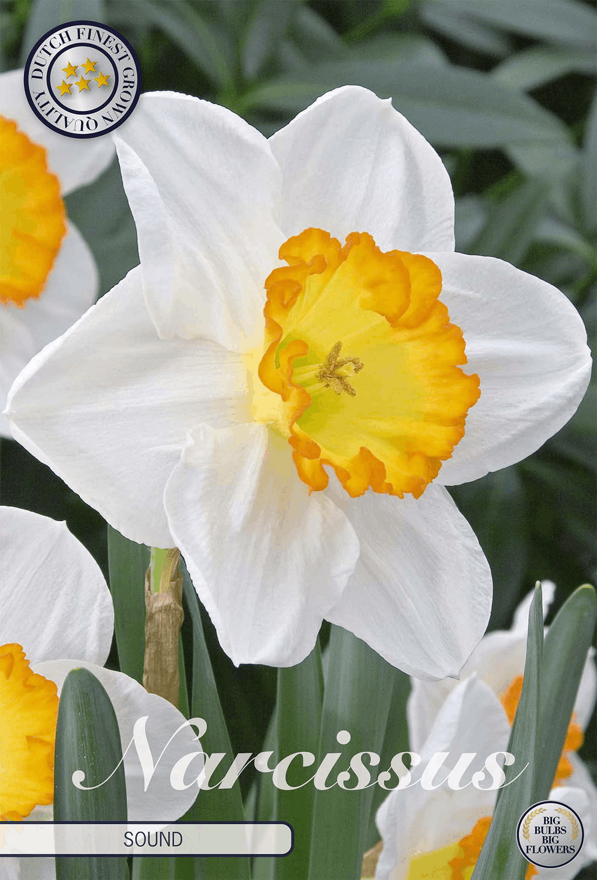 Narcissusgeluid