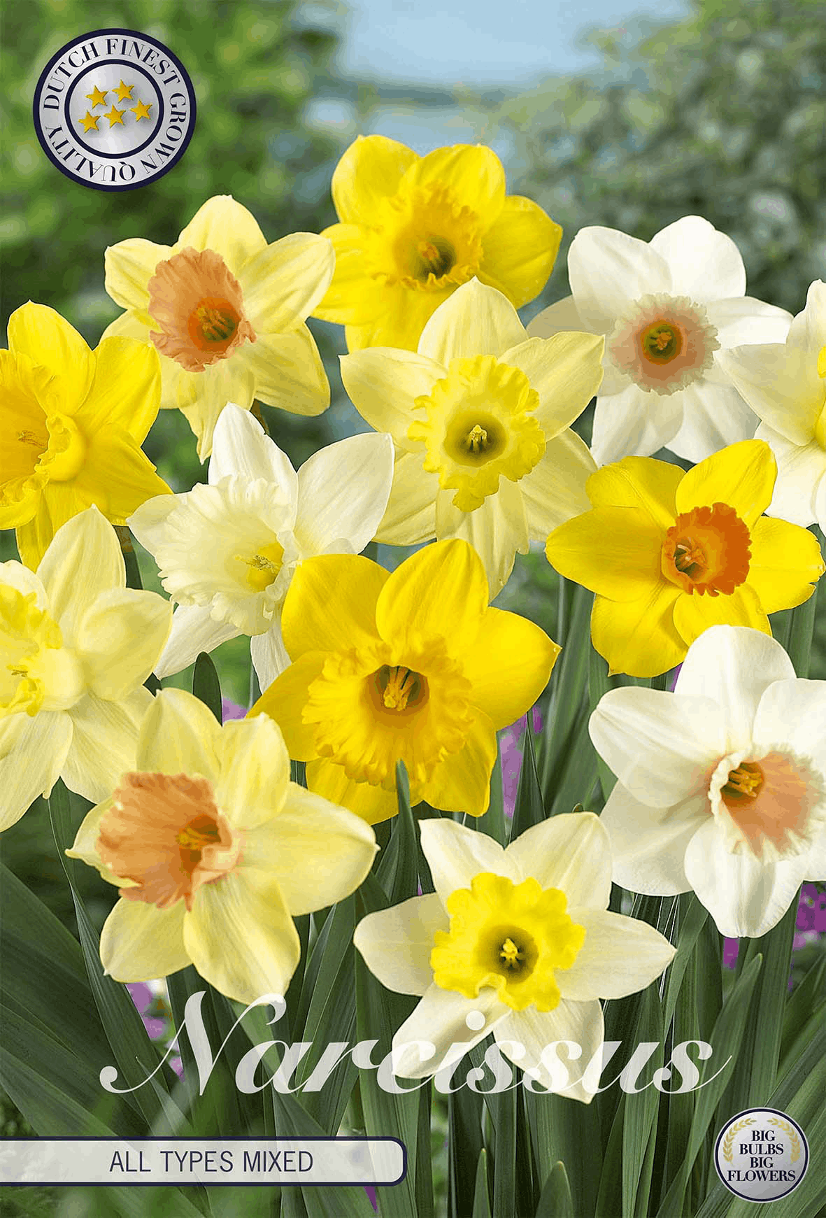 Narcissus alle soorten gemengd