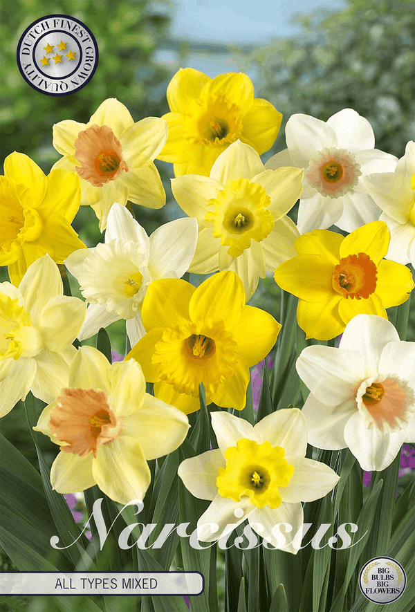 Narcissus alle soorten gemengd