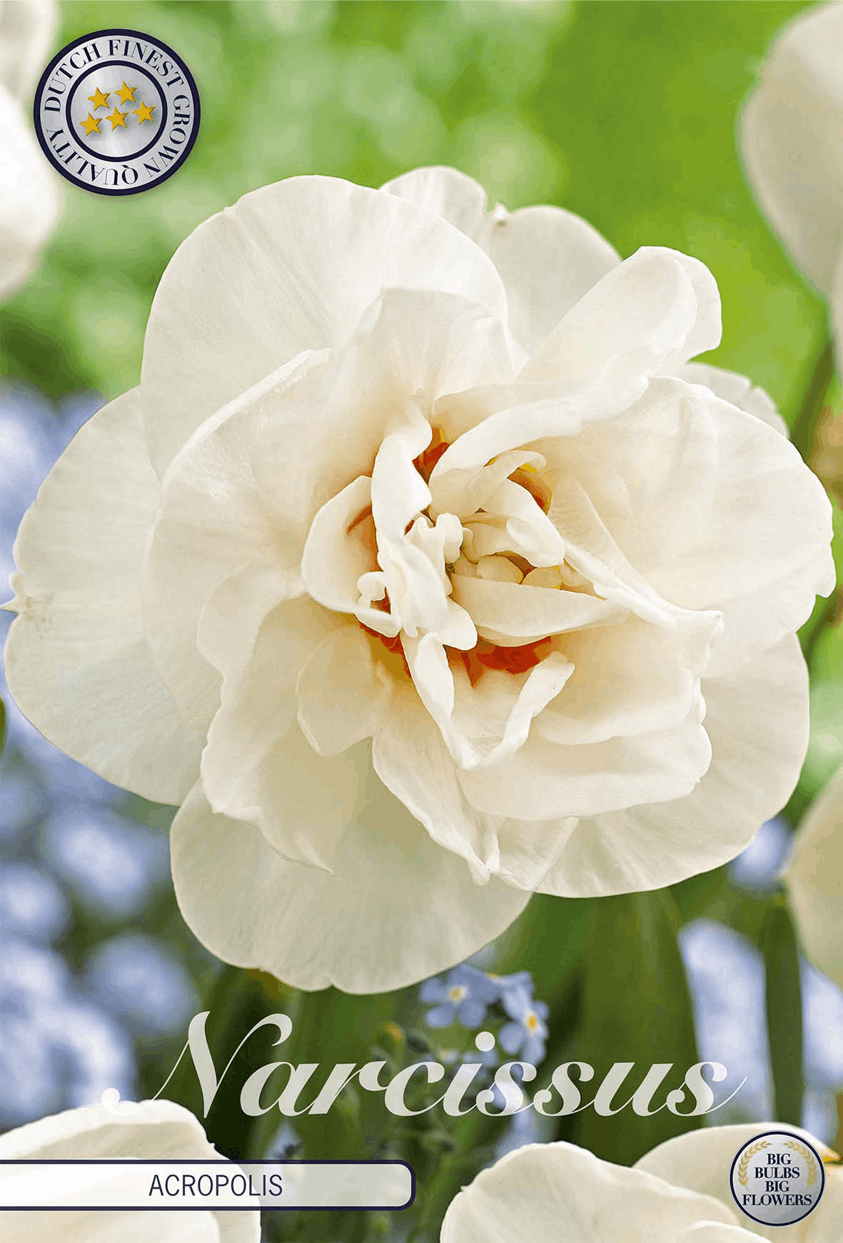 Narcissus Akropolis