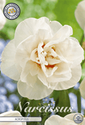 Narcissus Akropolis