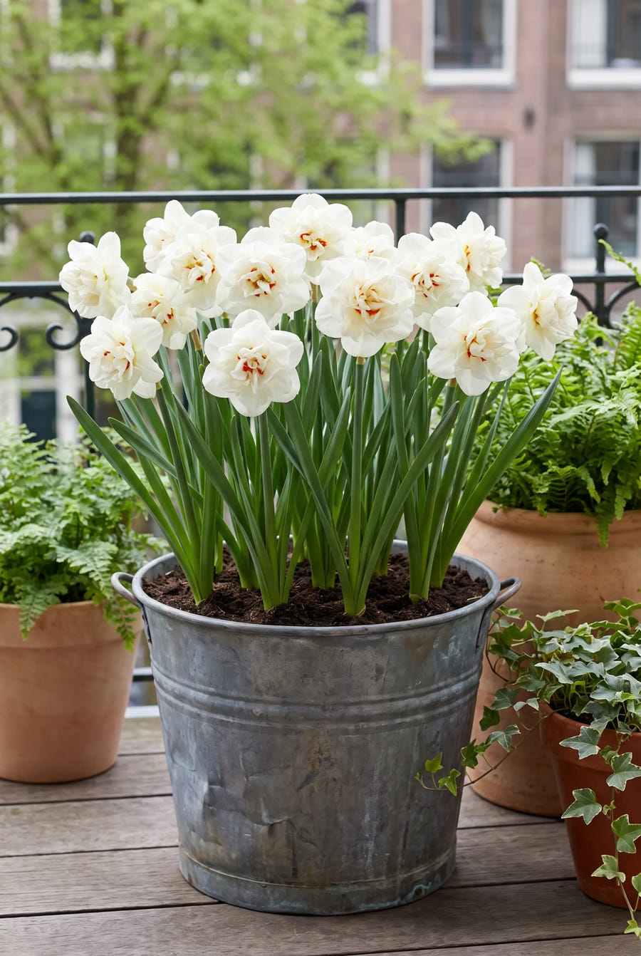 Narcissus Acropolis — in pot op terras