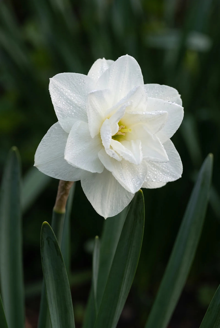 Narcissus Albo Plenus — close-up van de bloem
