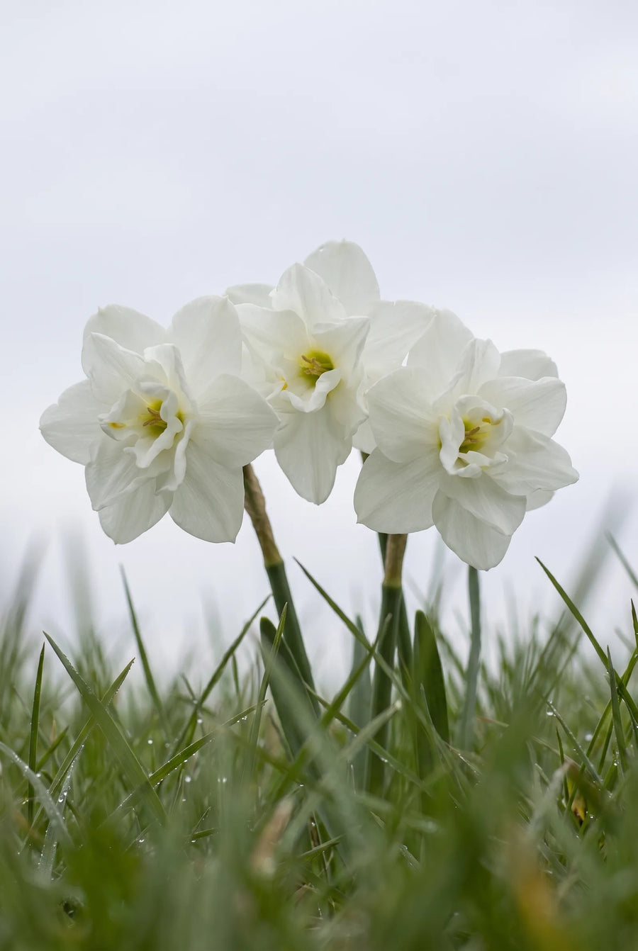 Narcissus Albo Plenus — sfeerbeeld