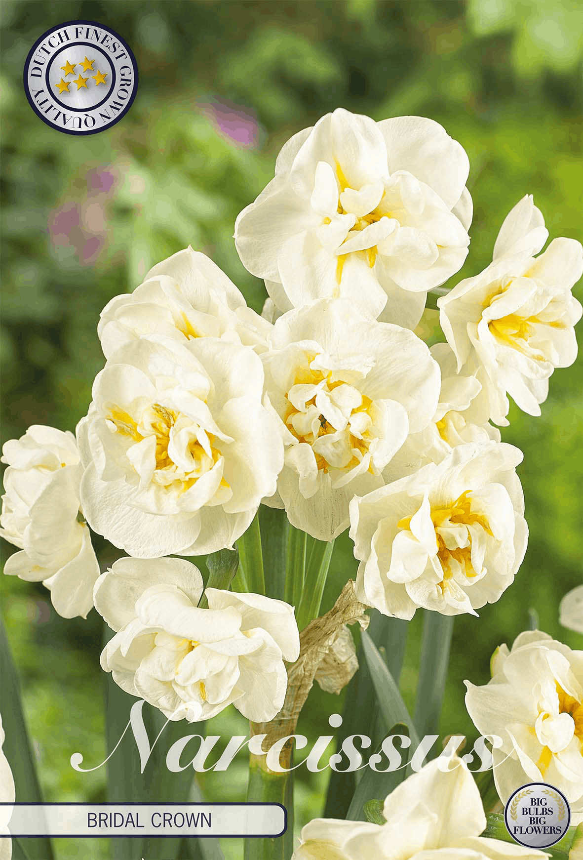 Narcissus Bruidskroon