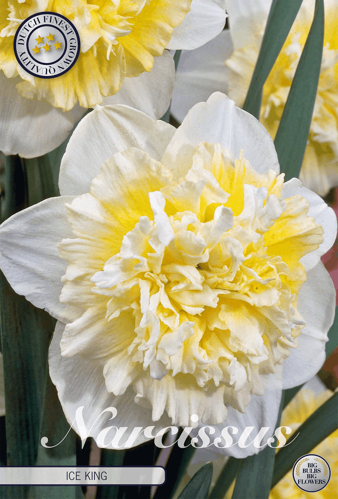 Narcissus IJskoning