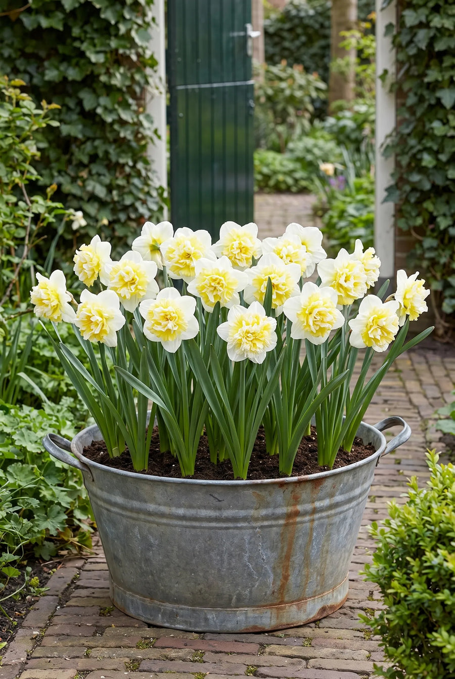 Narcissus Ice King — in pot op terras