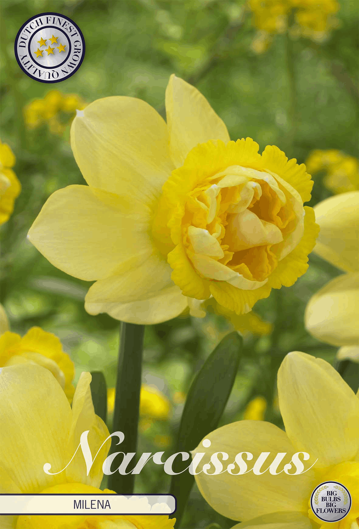 Narcissus Milena