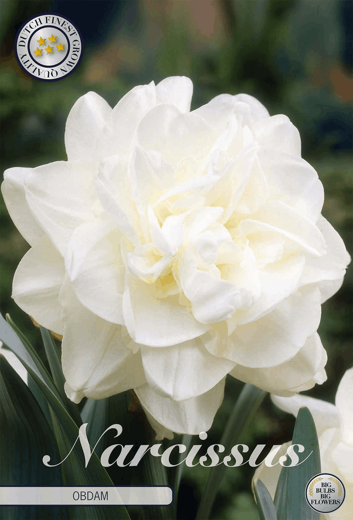 Narcissus Obdam